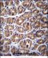 GPM6A Antibody (C-term)