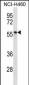 PHAX Antibody (C-term)