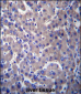 GPR34 Antibody (Center)