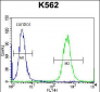 OXA1L Antibody (C-term)