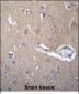 SEC62 Antibody (N-term)