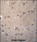 SNX4 Antibody (C-term)