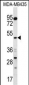 SNX4 Antibody (C-term)