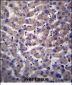 PTGR2 Antibody (N-term)