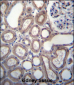 RNF180 Antibody (C-term)
