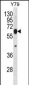 RNF180 Antibody (C-term)