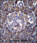 MLM Antibody (C-term)