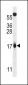 MLM Antibody (C-term)