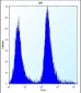 MGMT Antibody (N-term)