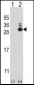 MOBKL1B Antibody (N-term)