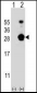 FKBP7 Antibody (C-term)