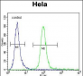 HMFG Antibody (C-term)