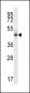 HMFG Antibody (C-term)