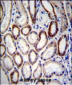 BCAT2 Antibody (C-term)