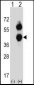 BCAT2 Antibody (C-term)