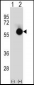 CTBP2 Antibody (N-term)