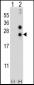 CSN1S1 Antibody (Center)
