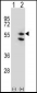 TUFM Antibody (C-term)