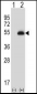 PAX6 Antibody