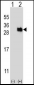 UBTD1 Antibody