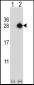 YEATS4 Antibody