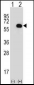 GK Antibody (N-term)