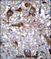 RM50 Antibody (C-term)