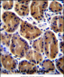 PKP2 Antibody (C-term)