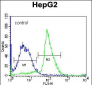 PON2 Antibody (N-term)