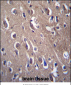 PON2 Antibody (N-term)