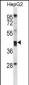 PON2 Antibody (N-term)