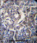 RPL35 Antibody (C-term)