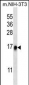 RPL35 Antibody (C-term)