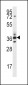 SFRP5 Antibody (Center)