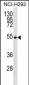 SFRS11 Antibody (C-term)