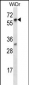 LARP7 Antibody (C-term)