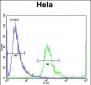 MBNL2 Antibody (C-term)