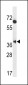 MBNL2 Antibody (C-term)