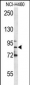 MPO Antibody (C-term)