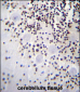 HIST1H2AB Antibody (N-term)