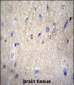 NAE1 Antibody (Center)