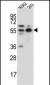 NAE1 Antibody (Center)