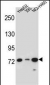 LNX2 Antibody (C-term)