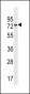 CCDC55 Antibody (N-term)
