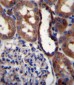 GRIK3 Antibody (N-term)