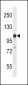 GRIK3 Antibody (N-term)