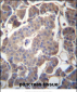 GP2 Antibody (N-term)