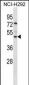 GP2 Antibody (N-term)