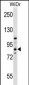 HOOK1 Antibody (Center)