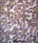 TMBIM1 Antibody (N-term)